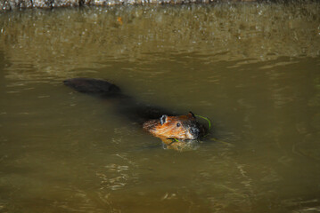 Alaska- Close Up of a Beaver Swimming With Grass in Mouth