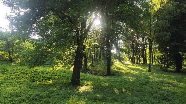 Deciduous trees grow on grassy hills in a city park and the setting sun breaks through their branches. In the sunlight you can see gnats swirling around the trunk of a tree. A quiet summer evening