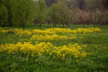 Vibrant field of yellow wildflowers surrounded by lush green grass and trees in the background, creating a serene and picturesque natural landscape. No visible text is present