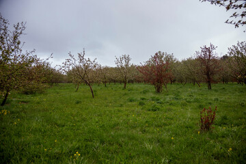 Rows of blossoming trees in a lush green orchard, under an overcast sky, dotted with small yellow...