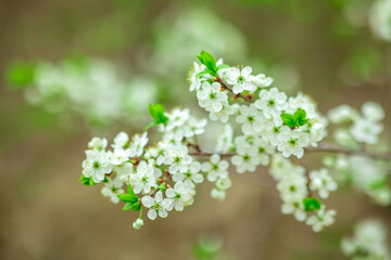 Cluster of delicate white blossoms with vibrant green leaves against a softly blurred natural background, emphasizing the fresh, serene beauty of nature and the gentle transition into spring