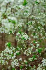 Branches of a blooming bush with small white flowers and green leaves fill the frame, creating a vibrant scene of nature in spring. The atmosphere is fresh and lively