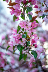 Pink and white flowers in full bloom on branches, surrounded by lush green leaves. Soft-focus background creates a dreamy, tranquil ambiance, enhancing the delicate beauty of the blossoms