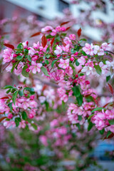 Pink flowers in full bloom cover tree branches with green leaves. Bright blossoms stand out against a soft-focus background, creating a vivid, natural, and lively spring scene