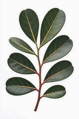 Naklejka premium Close-up of a vibrant green leaf branch. 