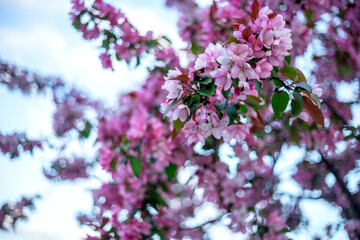 Pink and white blossoms cluster on tree branches, surrounded by lush green leaves. The focus is on...
