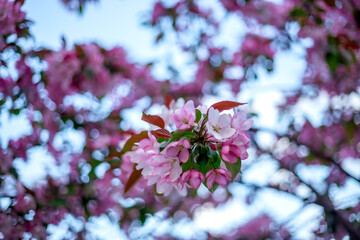 Cluster of pink flowers with green leaves in focus against a soft, blurred background of more pink blossoms, creating a serene and vibrant natural scene full of color and life