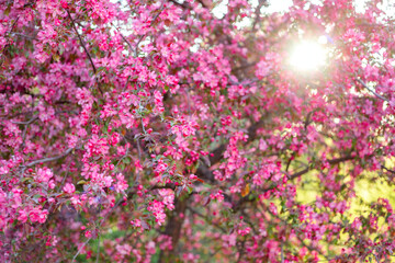 Pink blossoms densely cover tree branches, creating a vibrant, lush scene bathed in soft sunlight. Bright sunrays peek through branches, enhancing the beauty and color of the flowers