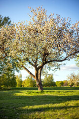 Blooming tree with white flowers stands in a sunlit grassy field, surrounded by lush green foliage. Blue sky and scattered clouds provide a serene backdrop, capturing spring warmth