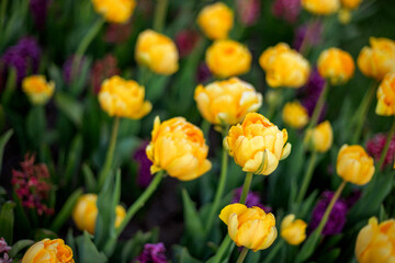 Yellow tulips bloom vibrantly among green leaves, creating a lively garden scene. Bright yellow...