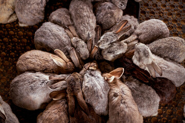 A group of rabbits huddled together in a circular formation, displaying various shades of fur, ranging from light brown to dark gray, against a textured surface creating a harmonious scene