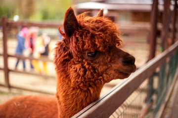 Curly-haired brown alpaca stands near a wooden fence, gazing to the side with blurred people and...
