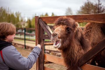 A camel with a shaggy coat eagerly reaches through a wooden fence toward a person offering food. The setting includes trees and blurred background elements, suggesting an outdoor environment