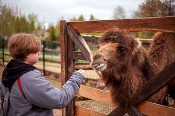 A young person in a gray jacket with a red backpack faces a camel behind a wooden fence. The camel, with brown fur, looks back at the individual. Trees are visible in the distance