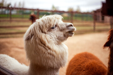 White alpaca with fluffy fur stands in profile view in an outdoor setting, surrounded by wire...