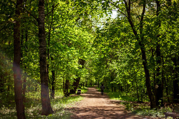 Lush green forest with trees lining a sunlit dirt path. Sunlight filters through leaves, casting dappled shadows on the trail. Sparse flowers grow near the path, enhancing the serene scene