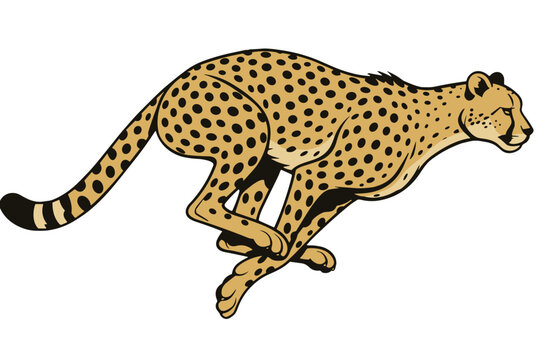Vector illustration of running cheetah in dynamic pose, flat style, yellow and black, speed and agility concept