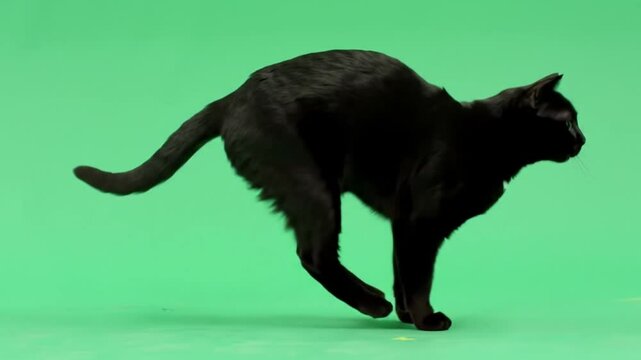 Black cat leaps in a studio setting, showcasing agility and flexibility in a dynamic pose against a green screen, with copy space available.