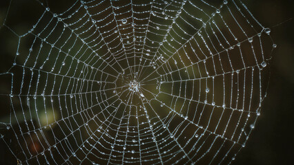 Dewy spiderweb glimmers in intricate nature background