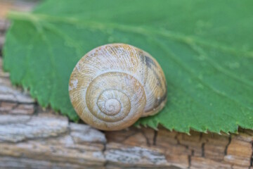 one gray round snail shell on a green leaf on a summer street in nature
