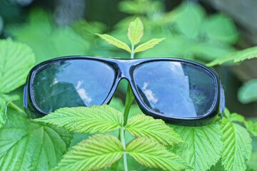one black plastic sunglasses lies on green leaves and branches of raspberry bush on summer street
