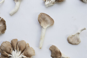 Oyster mushroom or lung oyster
