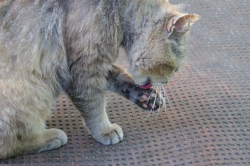 one gray cat sits and licks its paw and washes on a brown table on the street