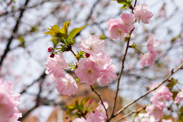 Obraz premium Branches of sakura flowers, cherry blossom