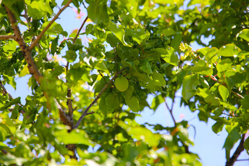 Prunus mume fruits on tree