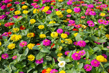 Colorful zinnias flourishing in a lush garden