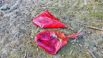 red leaf on the ground
