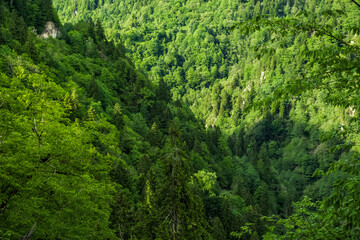 A breathtaking view of a dense forest valley filled with vibrant green trees and foliage. Turkey,...