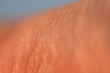 Macro shot of hydrated skin texture as background