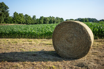 Hey bale in front of corn field