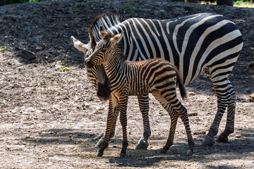 Plains zebra foal, its scientific name is Equus quagga