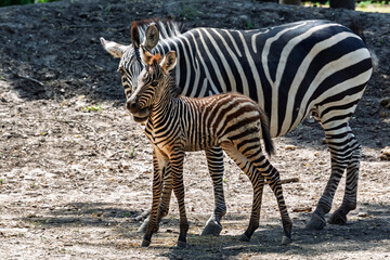Plains zebra foal, its scientific name is Equus quagga