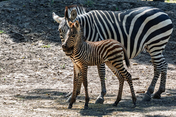 Plains zebra foal, its scientific name is Equus quagga