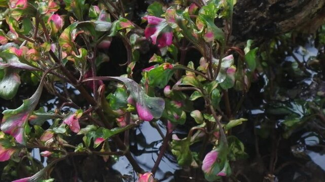 The beauty of red purslane plant or alternanthera ficoidea with small leaves