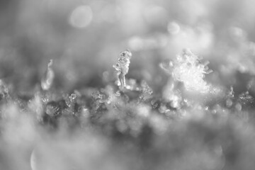 Fototapeta premium Macro shot of crystal ice form on top layer of surface