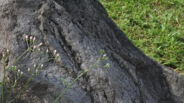 The beauty of the sky mustard plant or Cyanthillium cinereum with purple flowers growing abundantly in a garden among the rocks