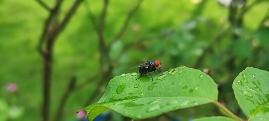 fly on leaf, Chrysomya megacephala, more commonly known as the oriental latrine fly or oriental...