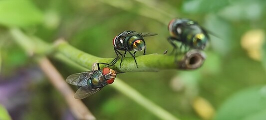 fly on leaf, Chrysomya megacephala, more commonly known as the oriental latrine fly or oriental blue fly. Cochliomyia hominivorax, the New World screwworm fly