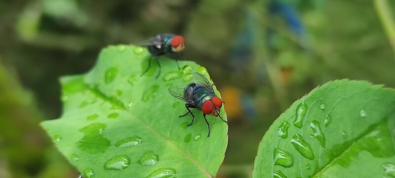 fly on leaf, Chrysomya megacephala, more commonly known as the oriental latrine fly or oriental blue fly. Cochliomyia hominivorax, the New World screwworm fly
