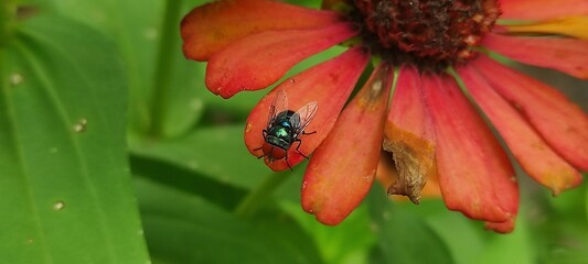fly on leaf, Chrysomya megacephala, more commonly known as the oriental latrine fly or oriental...