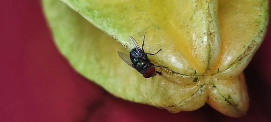 fly on leaf, Chrysomya megacephala, more commonly known as the oriental latrine fly or oriental...