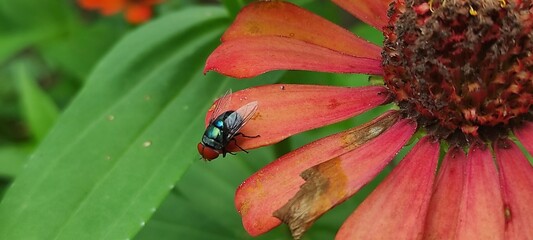 fly on leaf, Chrysomya megacephala, more commonly known as the oriental latrine fly or oriental blue fly. Cochliomyia hominivorax, the New World screwworm fly