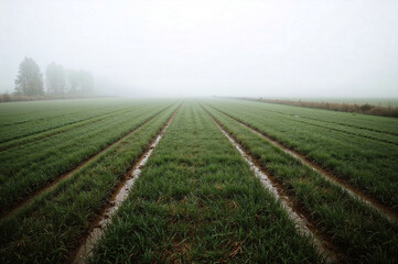 Misty morning over a lush green field