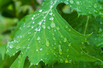 雨の日　草の葉に雫が光る01