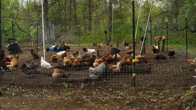 Time lapse of cage free organically raised chickens and ducks freely roaming pecking and pulverizing soil inside outdoor enclosure next to orchard garden and woods