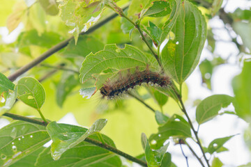 雨の日、葉の裏に隠れている毛虫02